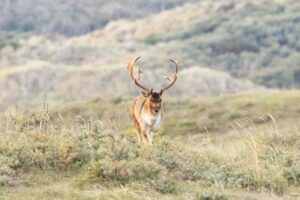Workshop: Bronst damherten