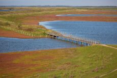 Workshop: Zeekraal in Prunjepolder/Schelphoek
